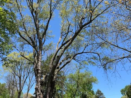 I contracted with Frank Montalbano to trim a tree line and clear dead limbs between my property and neighbor