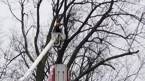 I had Dave and his crew do some work for me removing some dead ash trees and landscaping