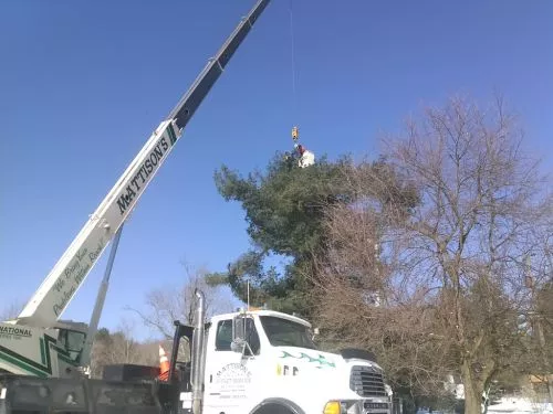 The guys with Renko tree service did an excellent job removing trees in my property and grinding stumps