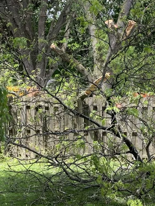 My neighbor had two trees taken down and they dropped limbs and broke several panels on my fence