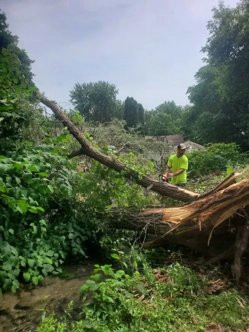 They came promptly and did a fine job of cutting my tree down and trimming another. Clean up was great