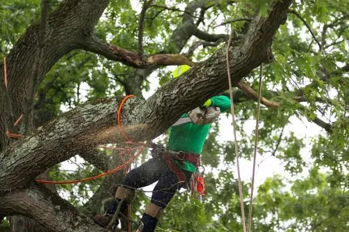 Needed two huge trees removed, one of them had grown too big to be so close to the house and the other growing between