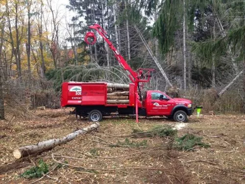 We have a beautiful huge sycamore tree in our backyard. Several large limbs were hanging directly over the house, so we