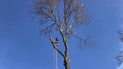  alt='Malcarne Tree Service was exceptional on the 2 jobs they performed for me'