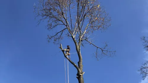 Malcarne Tree Service was exceptional on the 2 jobs they performed for me