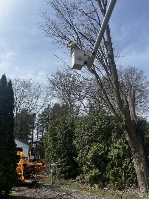  alt='We can’t say enough good things about May’s Tree Service from Lancaster. Prompt service'