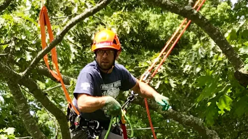 Greenpoint Tree & Crane Service Inc. was the best experience that I had with cutting down trees