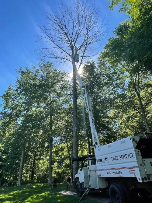 Andy and his crew are the best! They took down a large tree next to my garage as well as another tree that had fallen