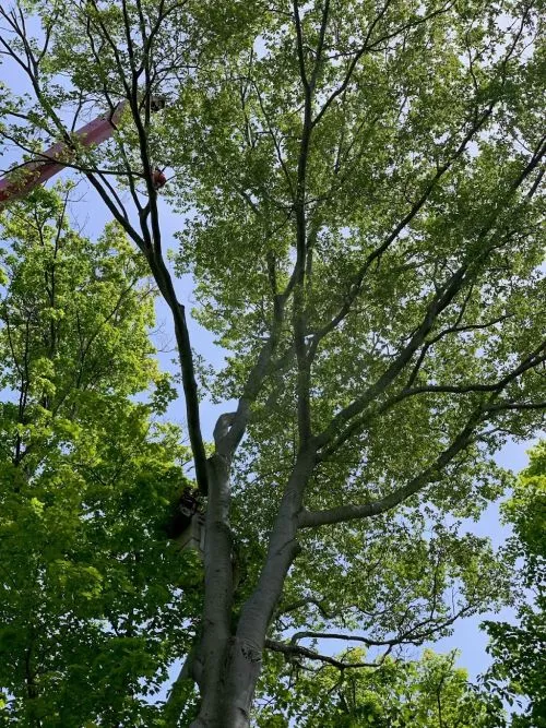 Kyle and his crew did a great job removing a large oak tree. I would recommend them for any tree service