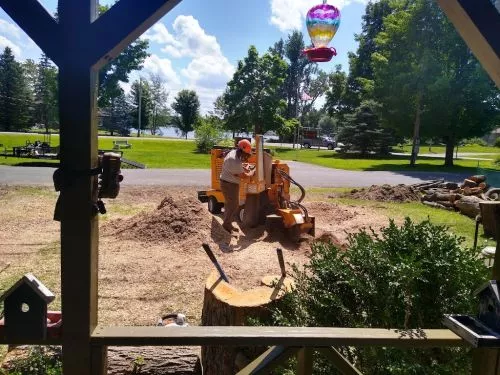 These men did a fantastic job grinding a very large, challenging maple tree stump in our front yard