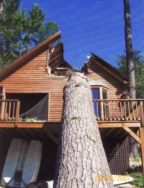 I had Adirondack Tree Surgeons remove 5 large trees from my yard, along with stump grinding on all new stumps