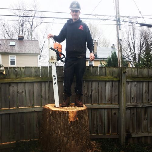  alt='Steve and his crew did a fantastic job with a very large maple tree close to my house and garage'