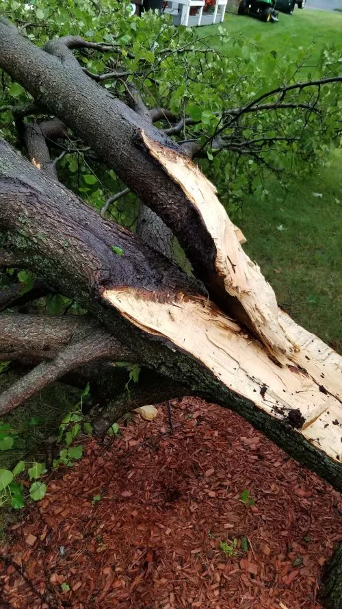 Called Jerry"s Tree Service when my neighbors tree fell in my yard and took out my fence after a storm