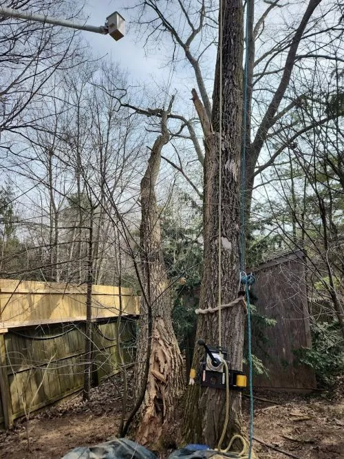 Mike looked at 5 trees on my property for an arborist consultation