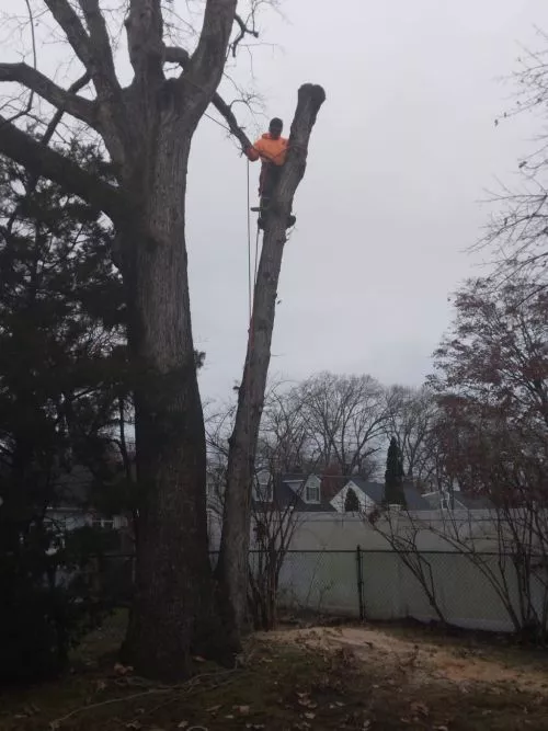 PR tree service did a nice job trimming trees on my property. Manwel was very accommodating and takes his work seriously