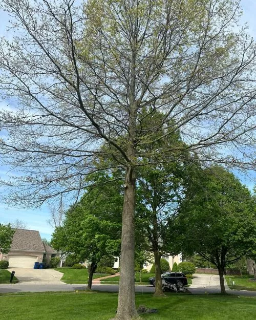 Tree Soldiers Rochester, Hamlin NY did a great job by safely removing the dead branches from the trees in my farm