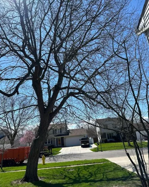 I recently hired Tree Soldiers Rochester for stem grinding service for my yard. The team provided exceptional service