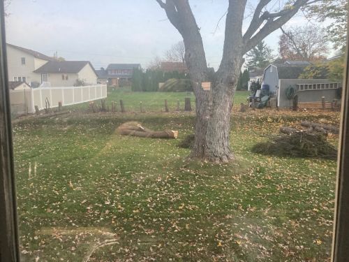  alt='After purchasing my house last year, I became tasked with the removal of several trees on the back property line that were'