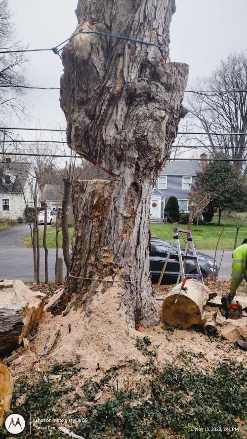  alt='Top Dawg did an excellent 🌳 tree removal for me. Very professional and went above and beyond to insure I was satisfied'