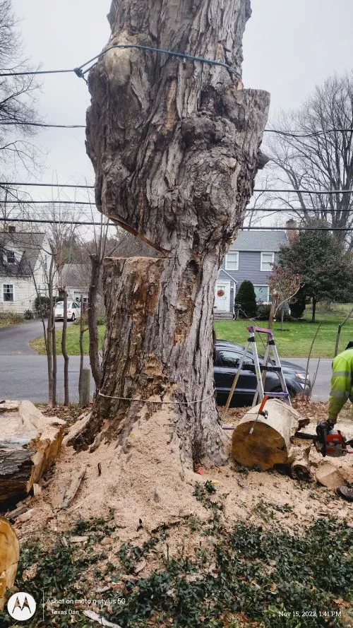 Top Dawg did an excellent 🌳 tree removal for me. Very professional and went above and beyond to insure I was satisfied