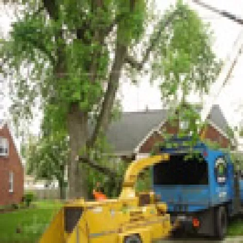 We had a large maple tree pruned that had suffered through a few Buffalo storms