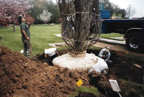 Total satisfaction! Jim is such a knowledgable arborist whom I can completely trust to prune my several very large old