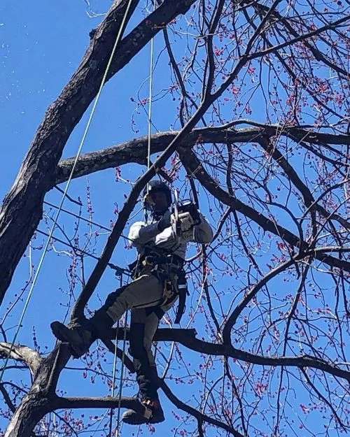 Greg did an excellent job pruning our maple and locust. Super communicative, highly knowledgeable and friendly