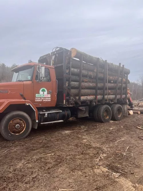 New first time homeowners here. A tornado blew through our property taking out several large white pine of over 110 feet in