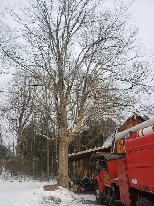 Austin and the guys did an awesome job taking down some trees that were close to my house