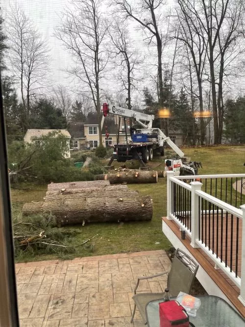 Mike & his team removed 5 maples & 1 huge poplar tree from my back yard