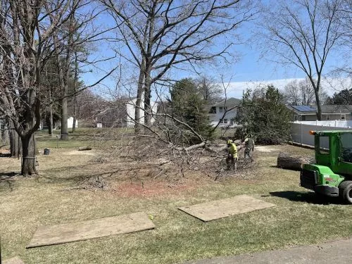 What a wonderful job Mike and his two assistants did. We had quite a few trees that really needed to be cleaned up