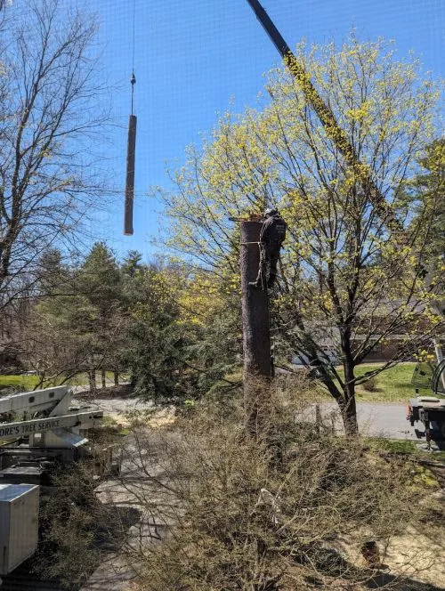 I highly recommend Tom and the entire team. They expertly removed two huge pines and their stumps