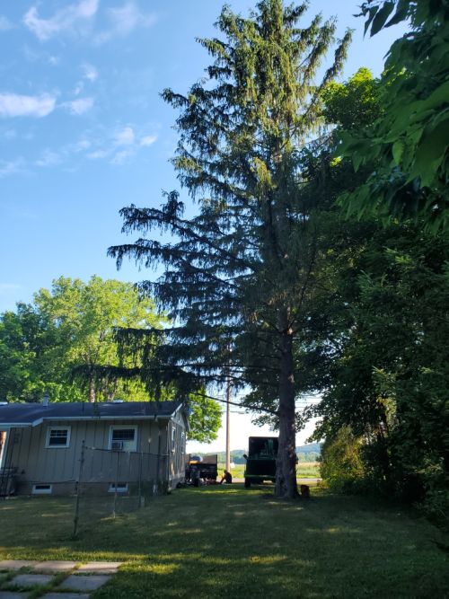  alt='We had a 70 foot+ pine removed from between us and our neighbors house and another tree trimmed'