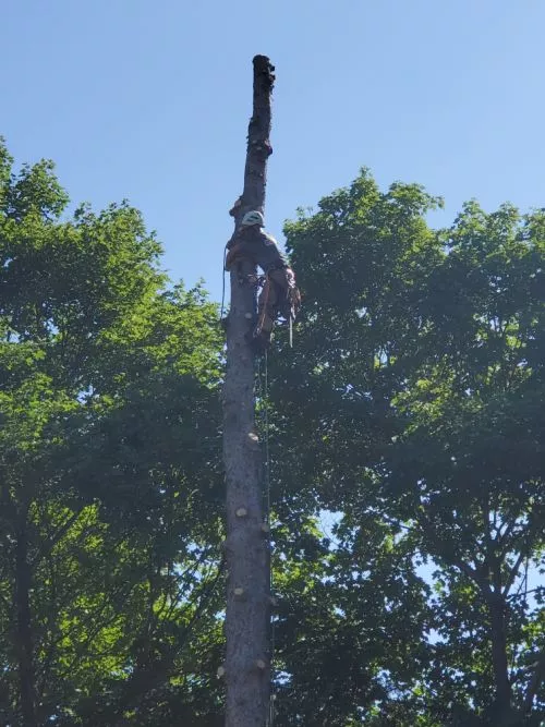 We had a 70 foot+ pine removed from between us and our neighbors house and another tree trimmed