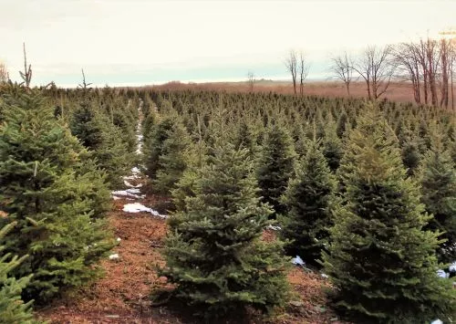 Getting our Christmas tree here for the last 10 years. It has become a tradition. Look forward to it every year