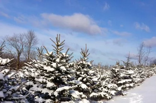 Great trees! Hugo helped us, and the customer service is amazing. We went out there today to cut down a tree