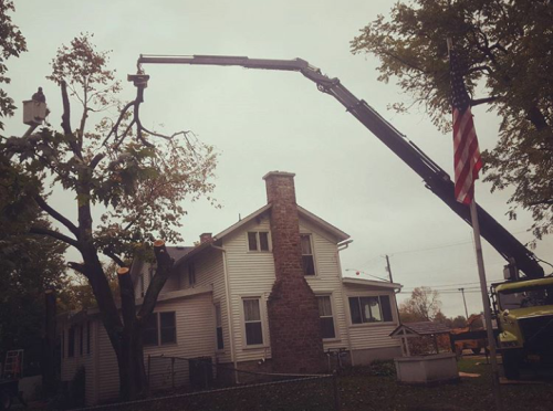  alt='After a windstorm a mature tree snapped and was hung up in another tree, a “Widow Maker”'