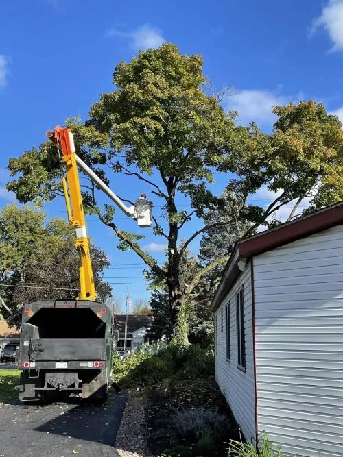 Dylan did an amazing job removing a huge tree that hung over our house