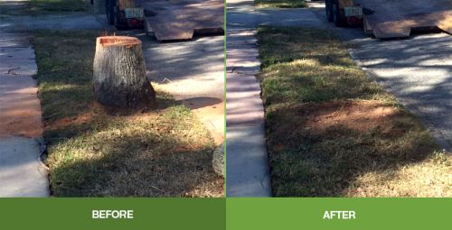  alt='They took down a huge dead maple, big pine tree and trimmed up a few trees by our house. They did an awesome job'