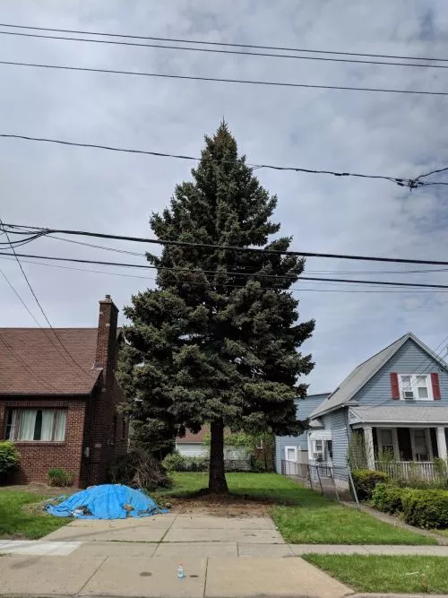 So I needed a HUGE pine tree trimmed. I went looking around for companies. The first two companies that came to my house