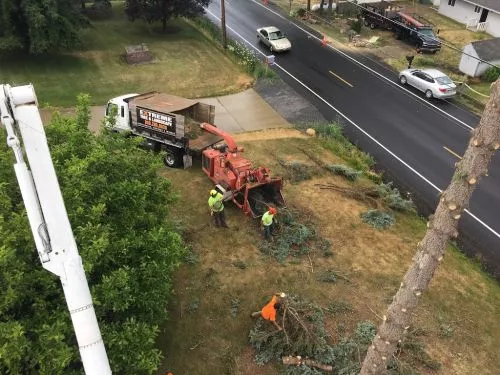 We highly recommend the services of Extreme Tree and Landscape. They removed three very large trees and stumps from our