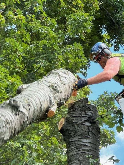 Eric responded quickly to my call and completed the tree trimming/removal in a timely manner, which was necessary for the