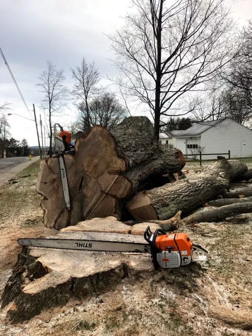 Nick and the team did a great job on our project. They had to remove several infected /affected trees