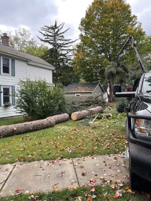 Fantastic job by Tim and his crew. Very impressed with their work and removal of two trees