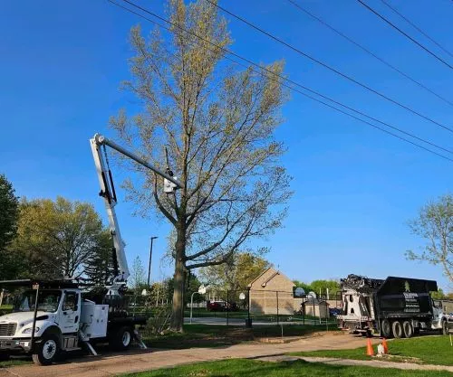 Adam and his crew did a exceptional job taking down a large box elder tree with a superior cleanup