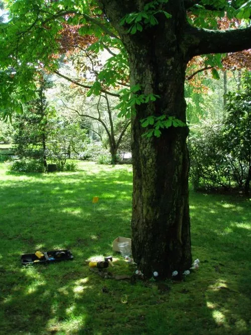 Evan Dackow at Jolly Green is ridiculously good. He seems to know everything there is to know about shrubs and trees and