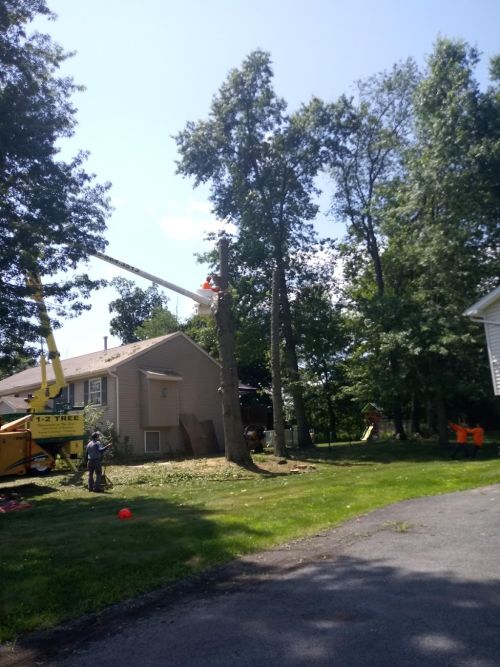  alt='Highly recommend 1-2 tree service. They are responsive, fairly priced and did a great job'