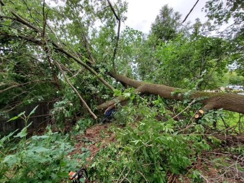  alt='We had a very large pine tree dangerously close to our house and I couldn