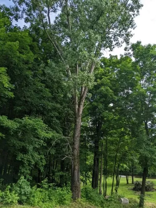 We had a very large pine tree dangerously close to our house and I couldn"t be happier with the service from Rhino"s tree