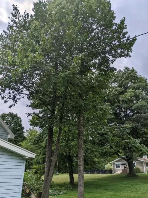 Ancient giant sugar maple about to fall on our house.  These guys were so great. Cleared the deck for us for this emergency